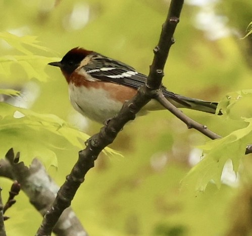 Bay-breasted Warbler - ML618963053