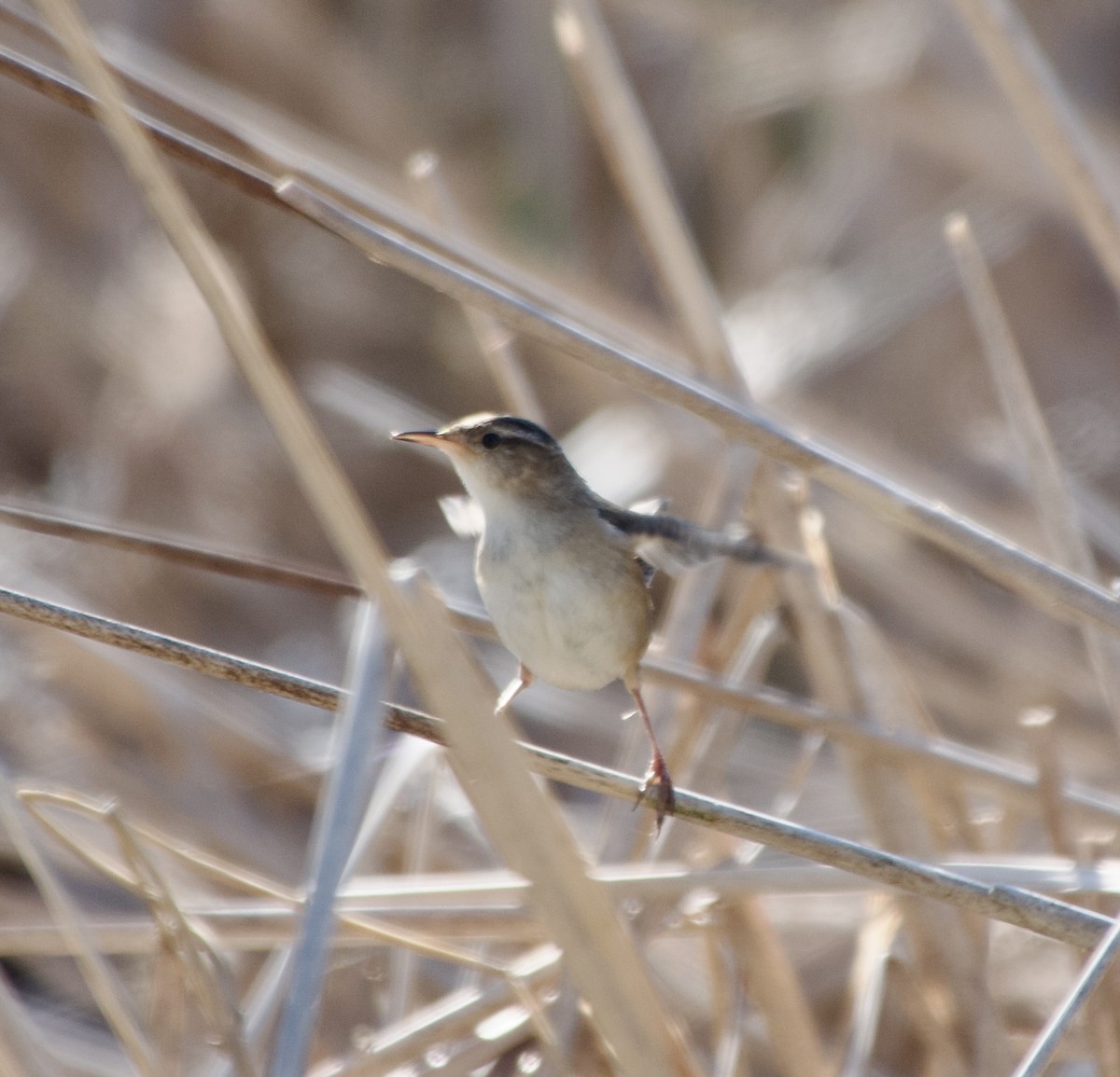 Marsh Wren - Clem Nilan