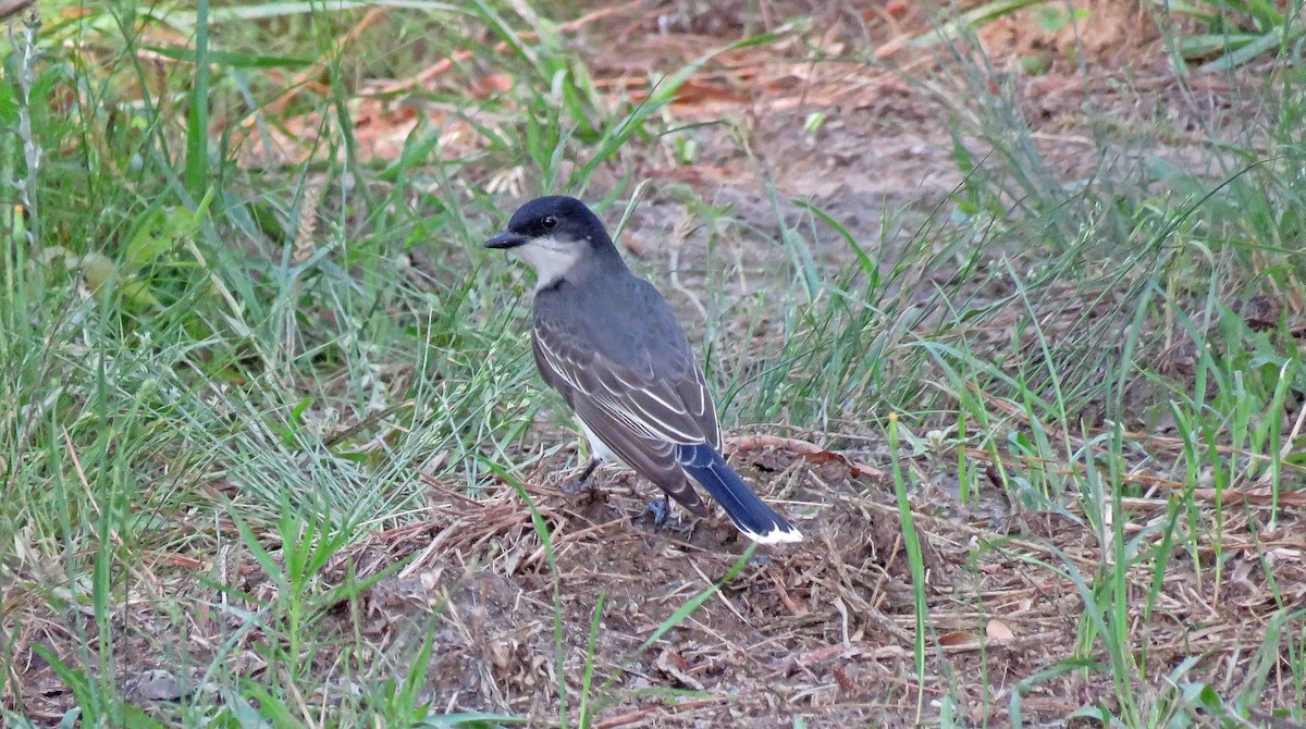 Eastern Kingbird - ML618963074