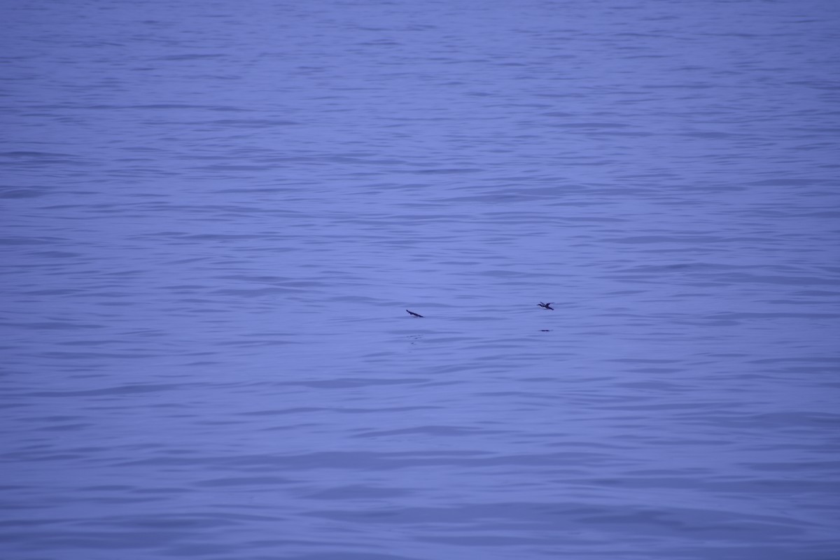 Scripps's Murrelet - Dane St George