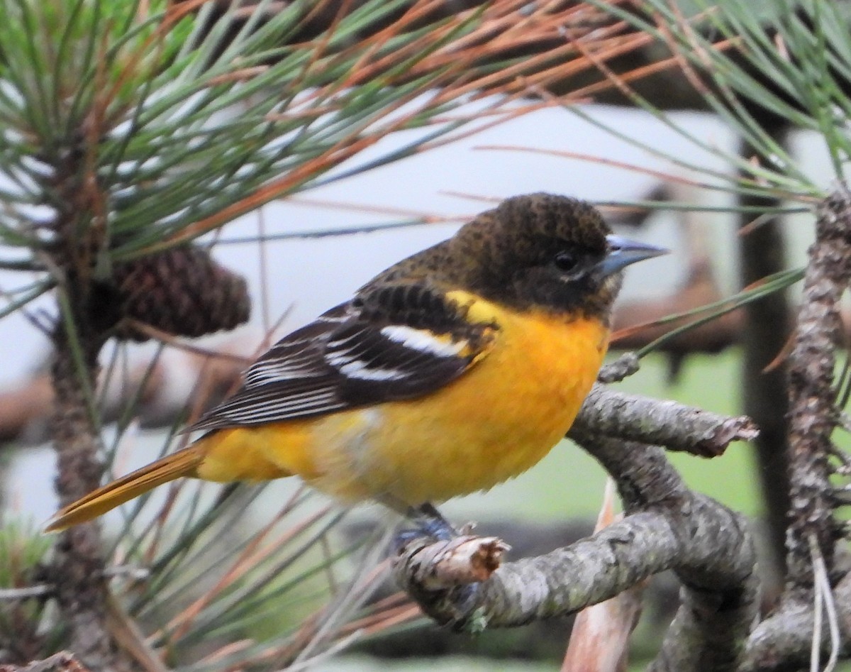 Baltimore Oriole - Richard Chirichiello