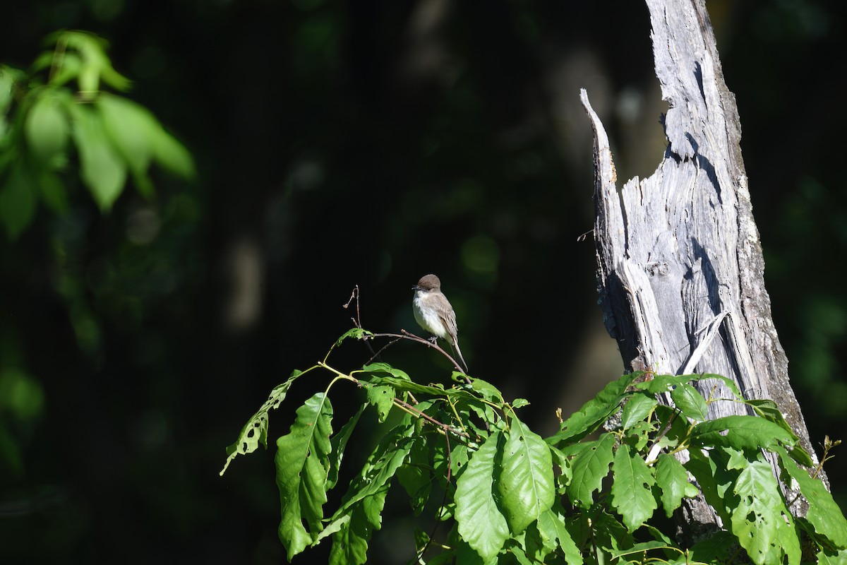 Eastern Phoebe - ML618963153