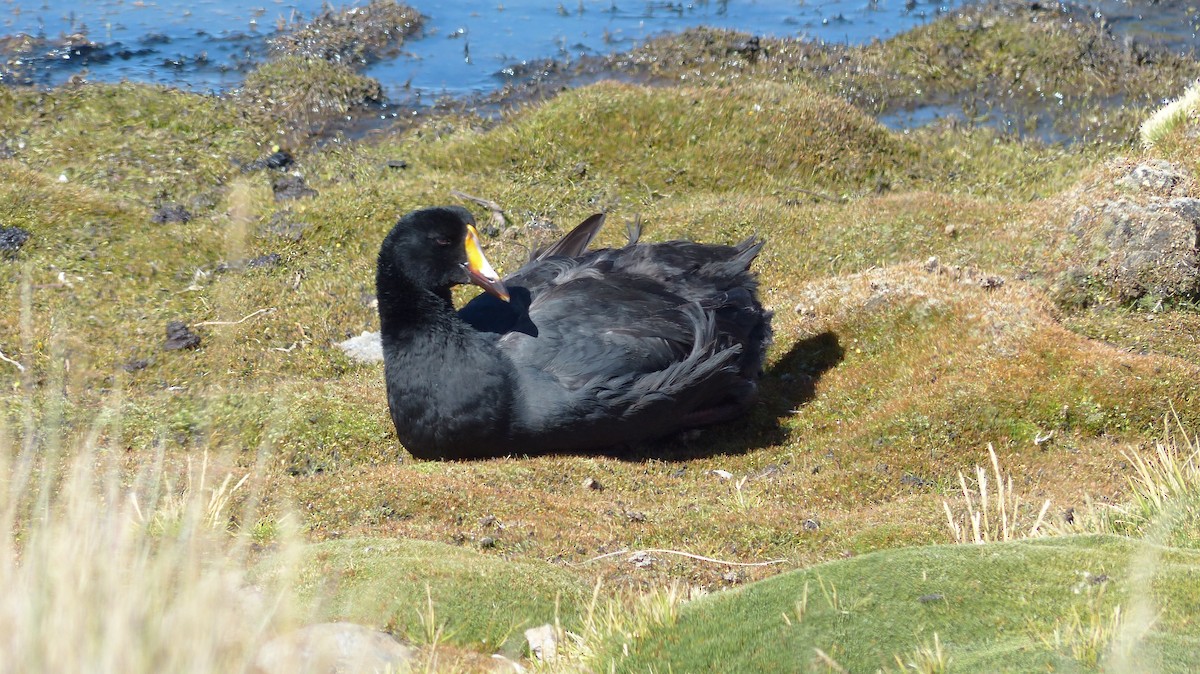 Giant Coot - ML618963159