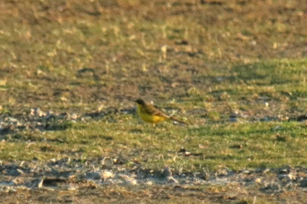 Western Yellow Wagtail (thunbergi) - Jan Roedolf