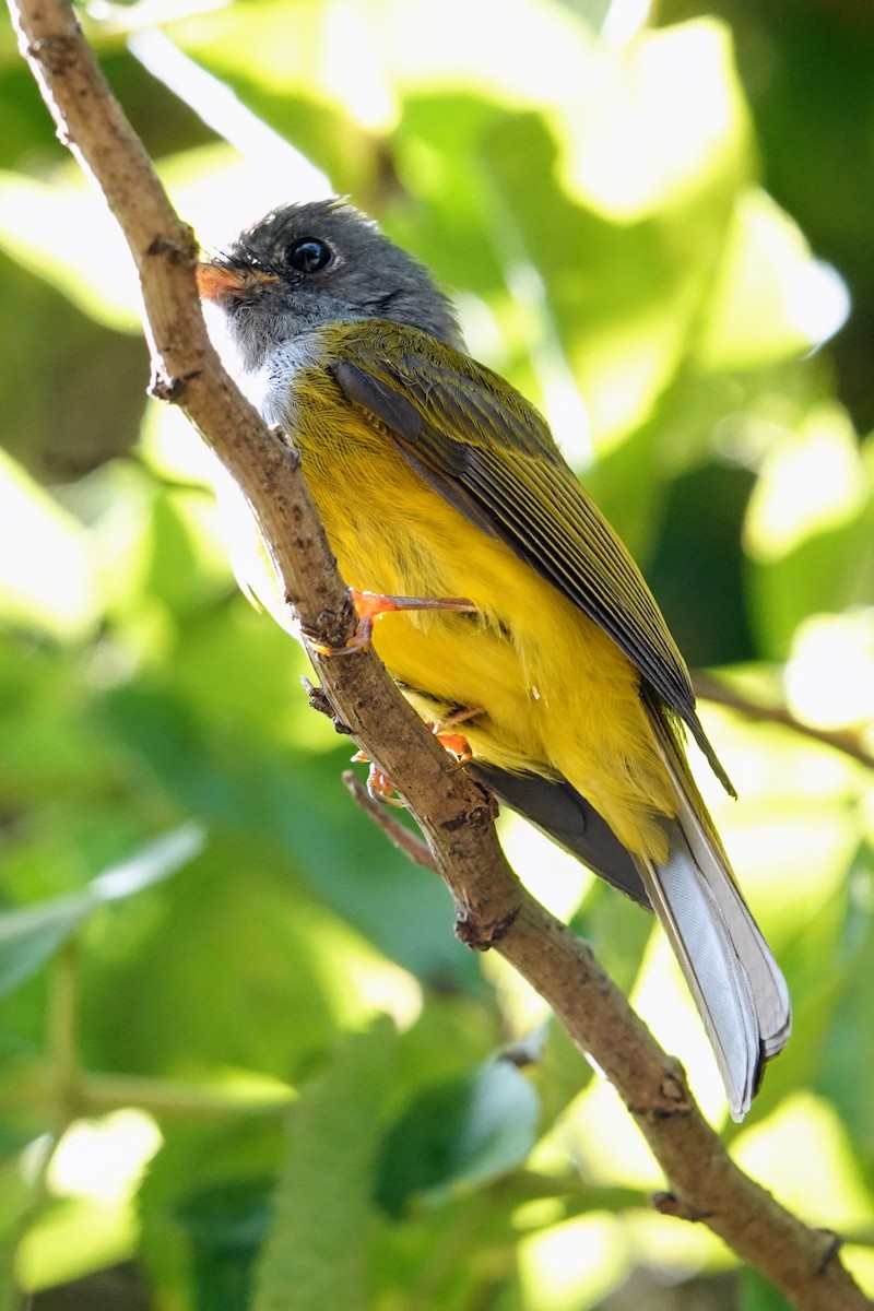 Gray-headed Canary-Flycatcher - Brecht Caers