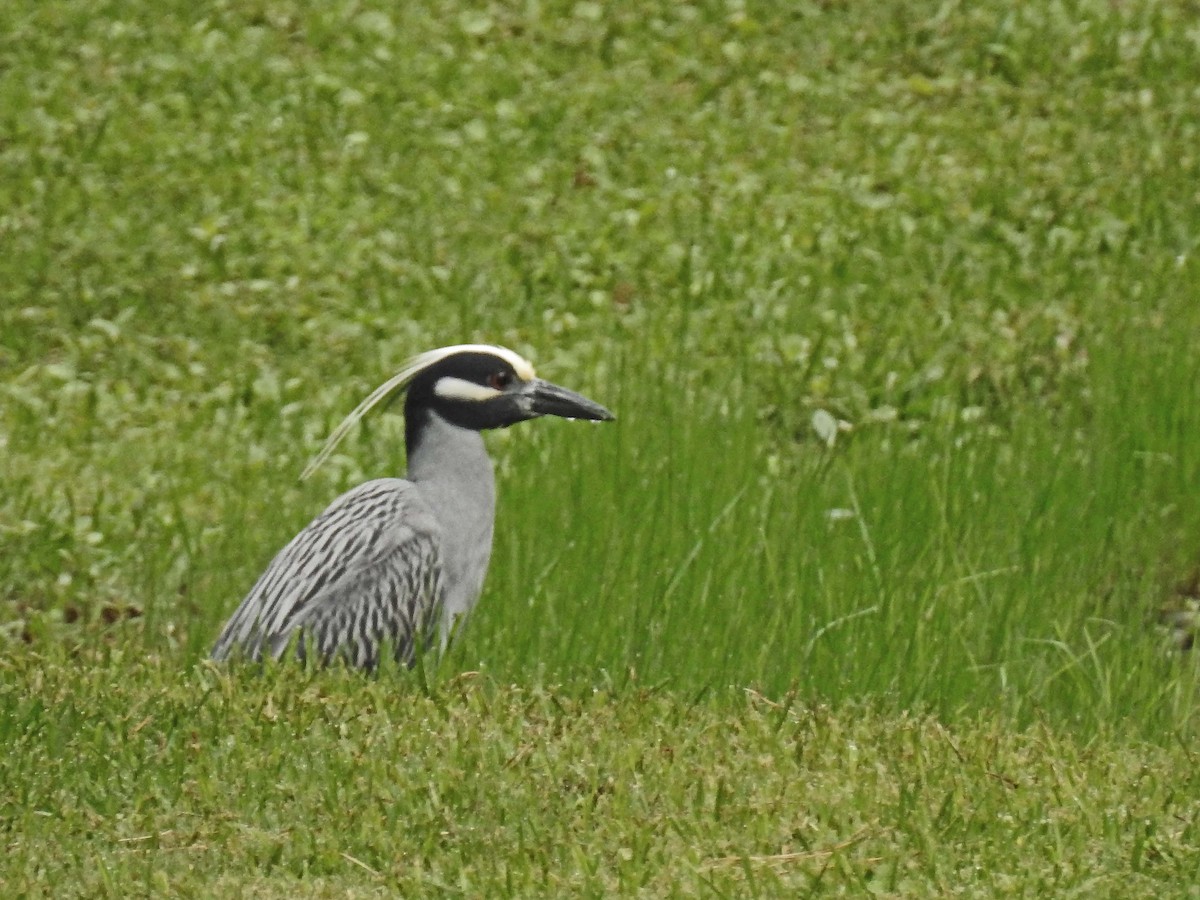 Yellow-crowned Night Heron - Michael Oliver