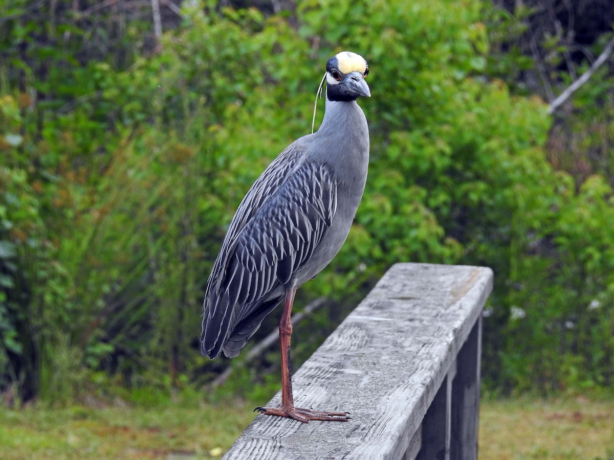 Yellow-crowned Night Heron - Michael Oliver