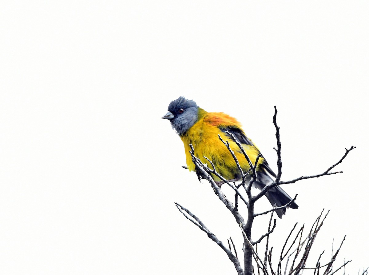 Patagonian Sierra Finch - Francisco Hamada