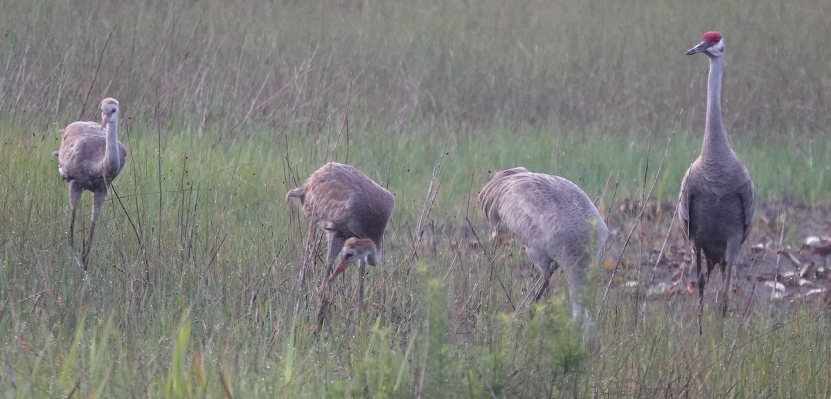 Sandhill Crane - Lilian Saul