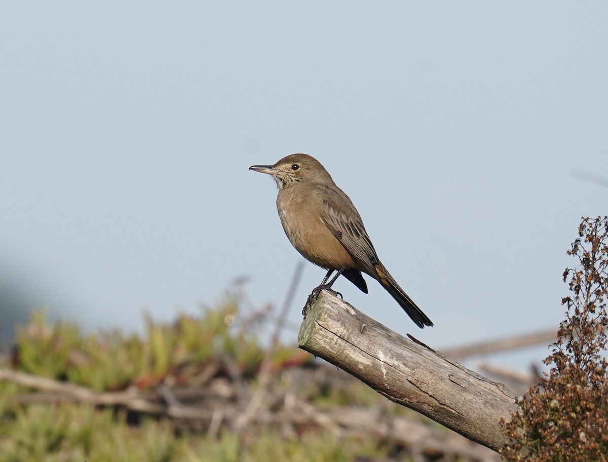 Great Shrike-Tyrant - Olivares Barraza