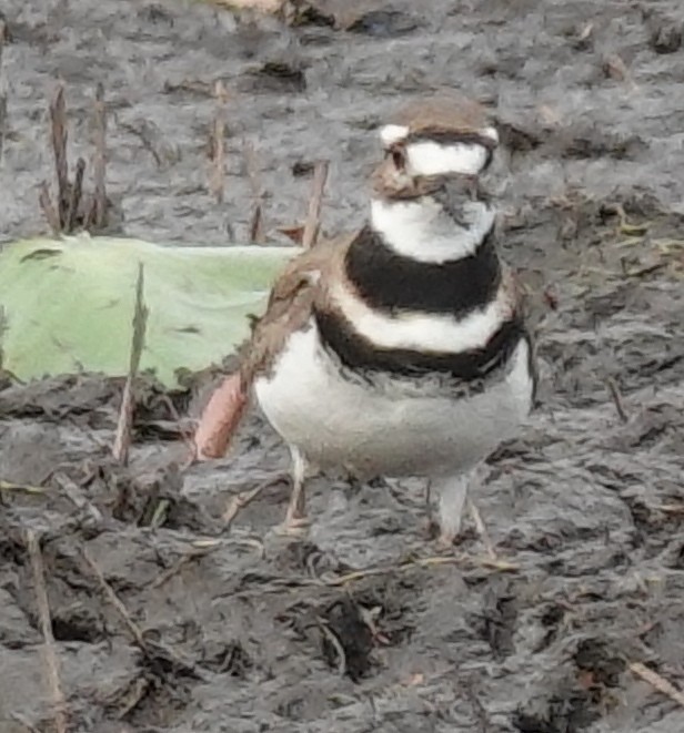 Killdeer - Lilian Saul