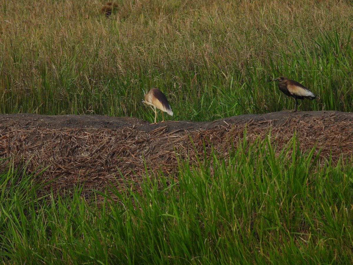 Indian Pond-Heron - Bindu Krishnan