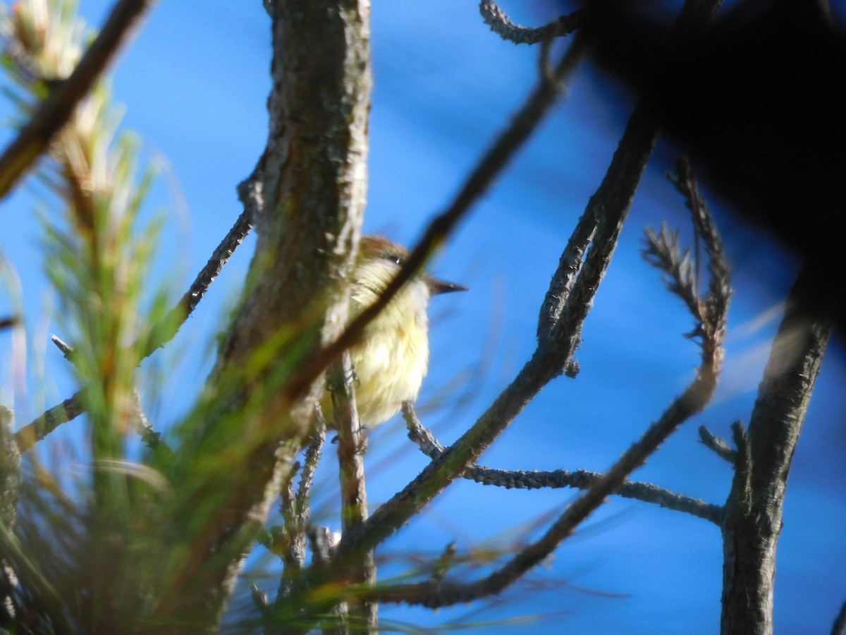 Great Crested Flycatcher - Charles Chu