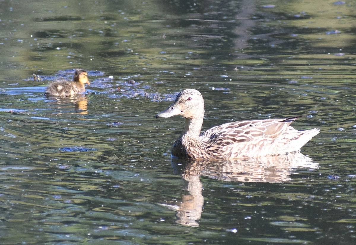 dabbling duck sp. - ML618963314