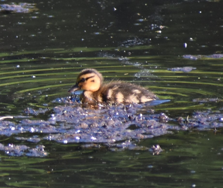 dabbling duck sp. - ML618963318