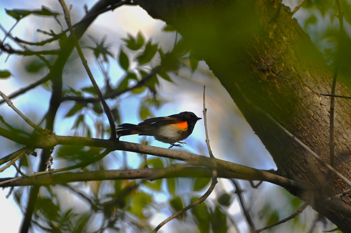 American Redstart - Brendan Beers