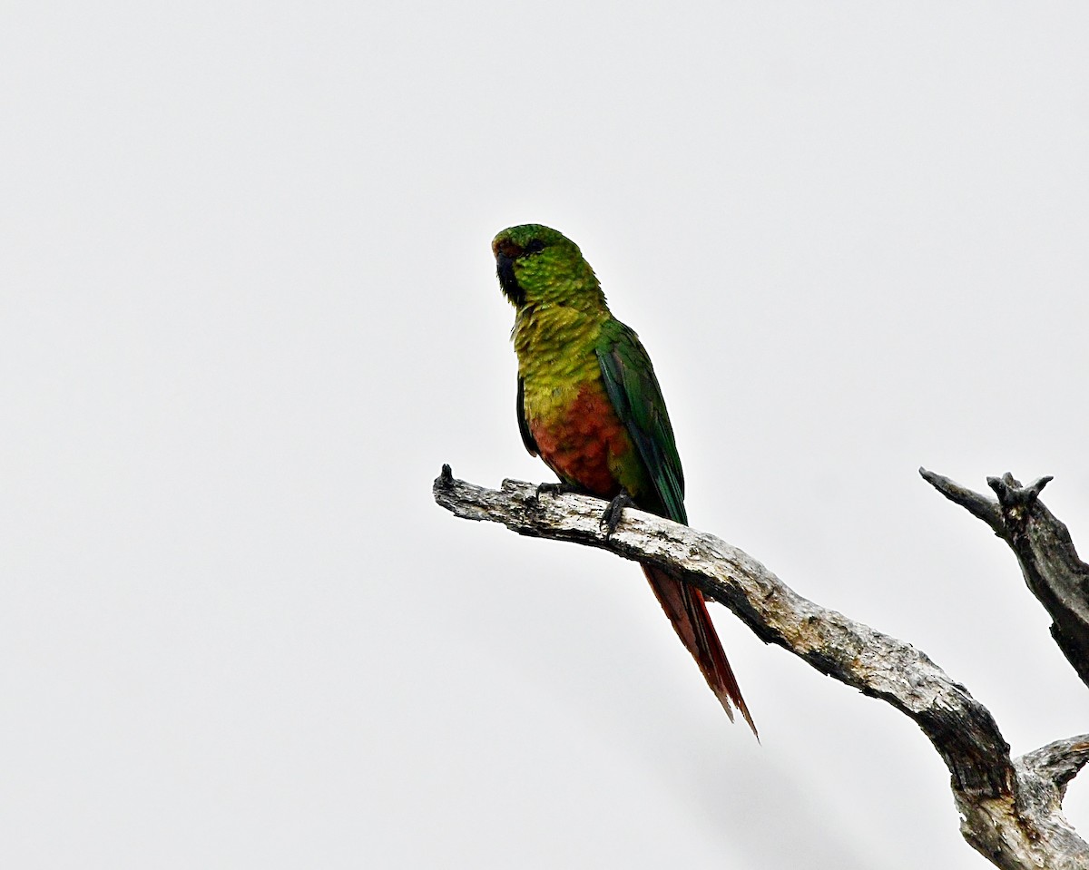 Папуга-червонохвіст короткодзьобий - ML618963325