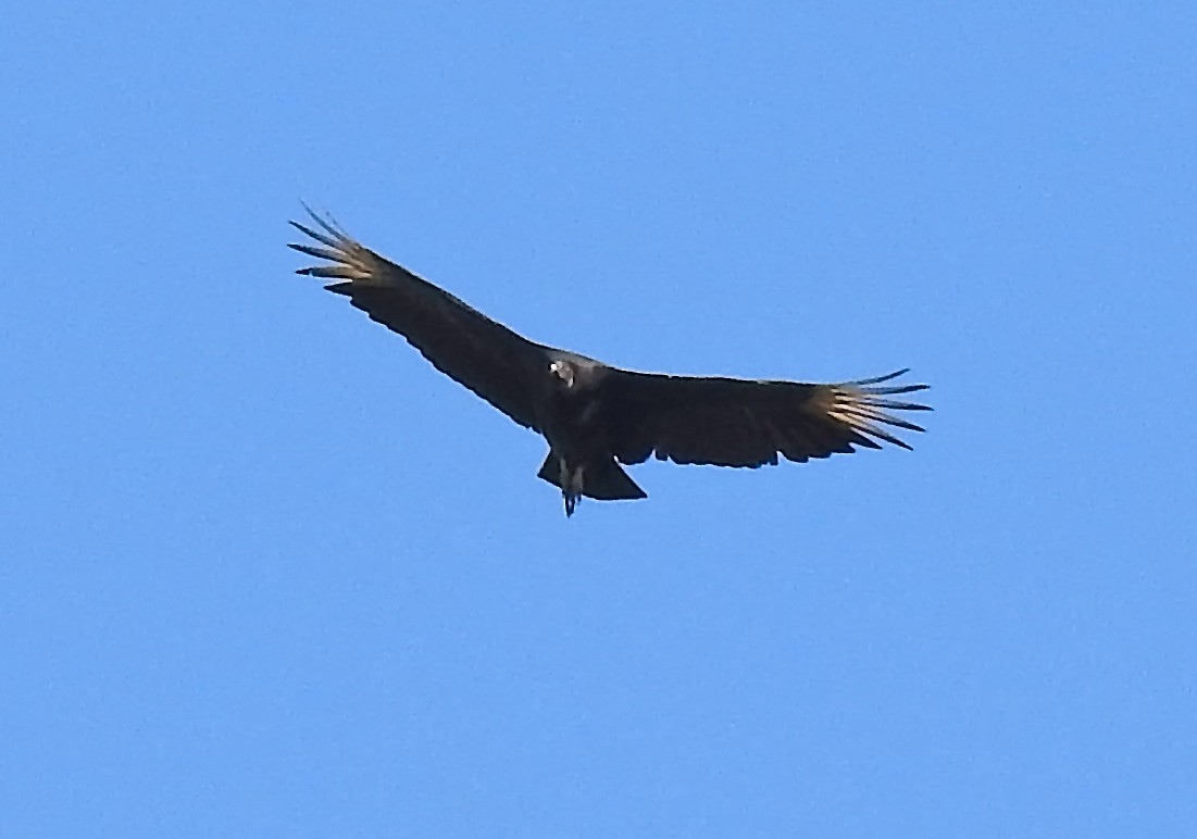 Black Vulture - Michael Oliver