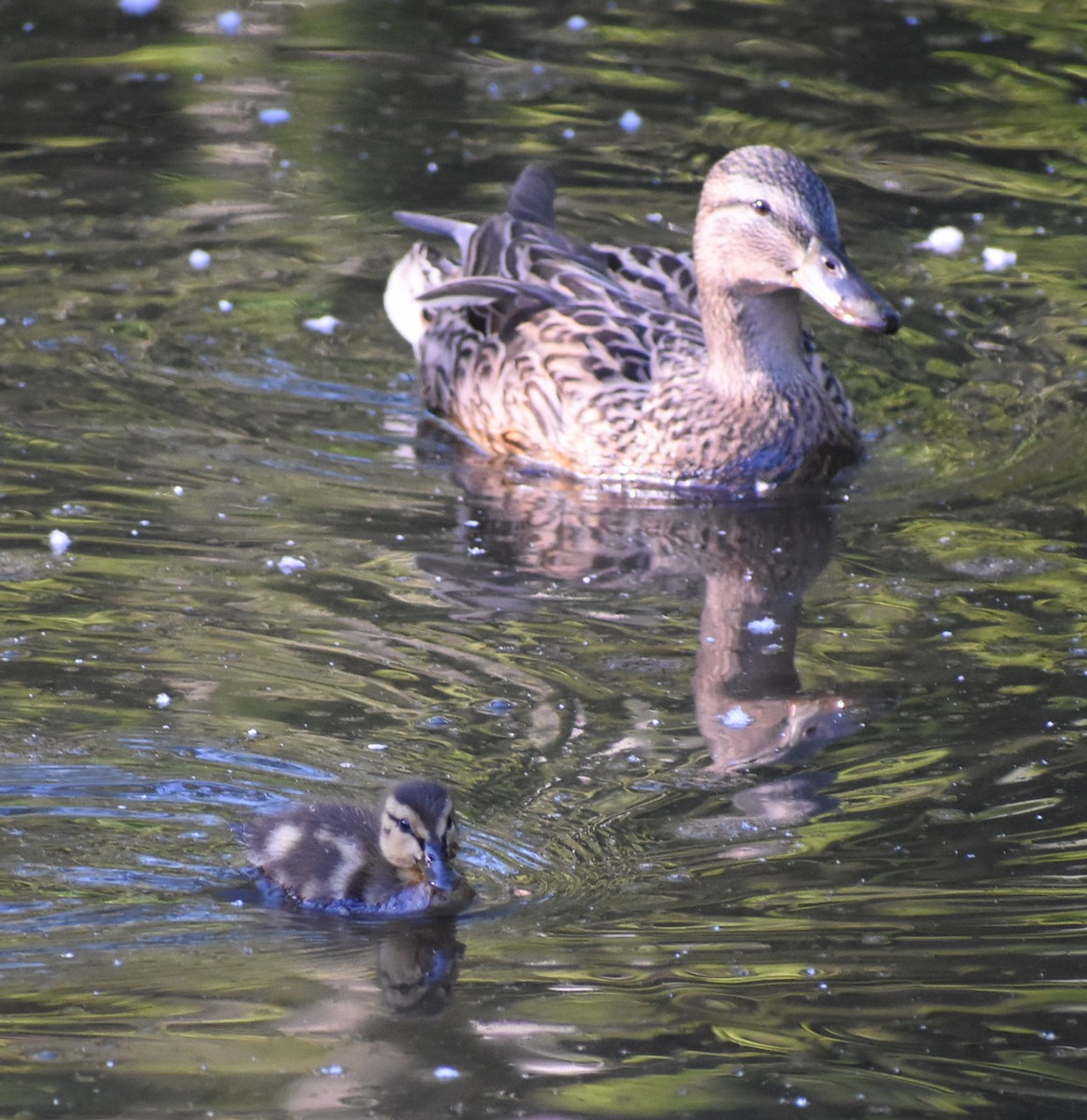 dabbling duck sp. - ML618963330