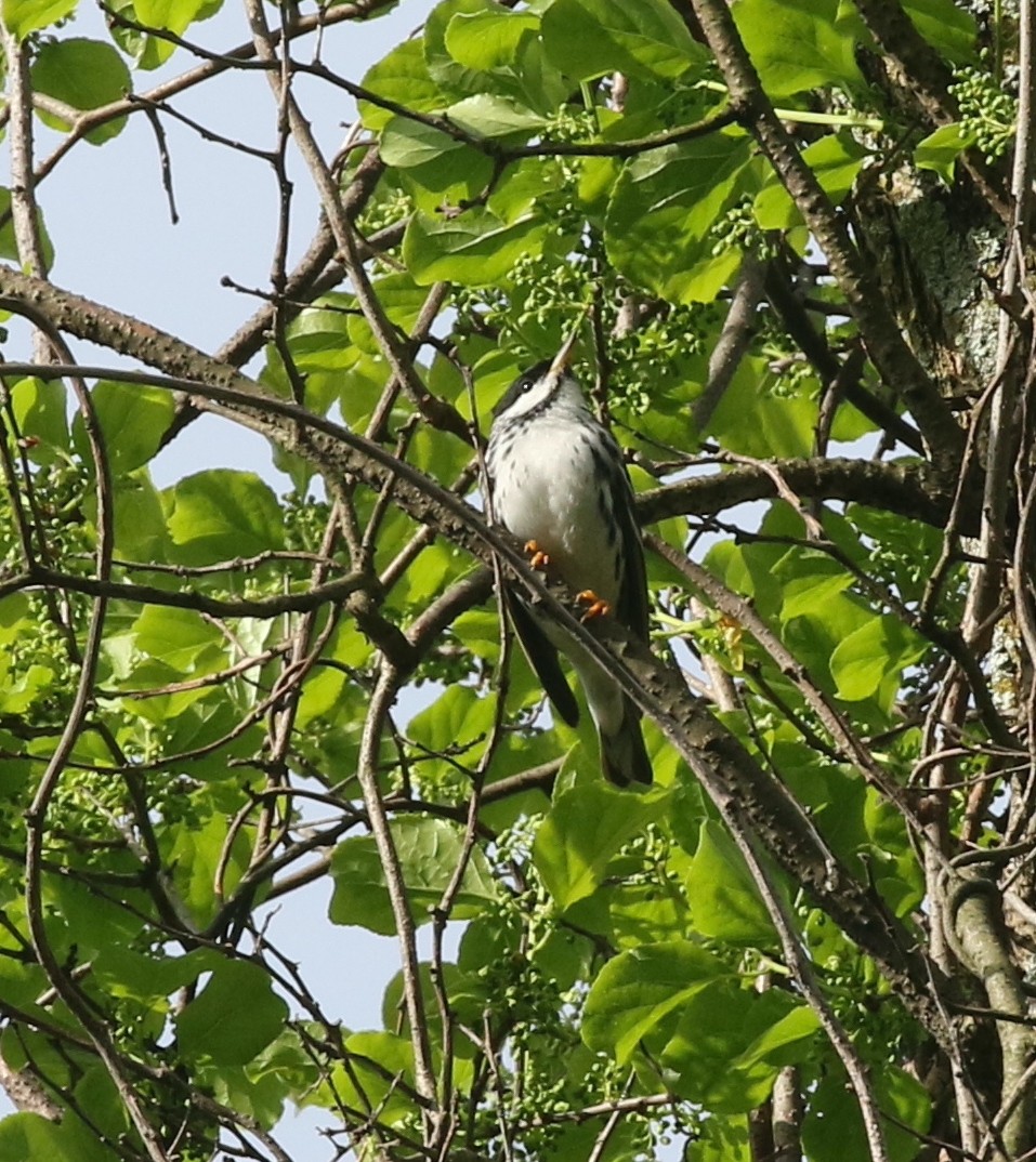 Blackpoll Warbler - Andrew Vallely