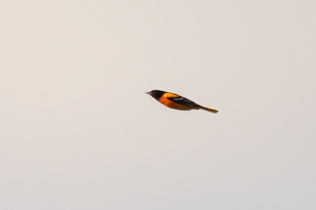 Baltimore Oriole - ML618963420