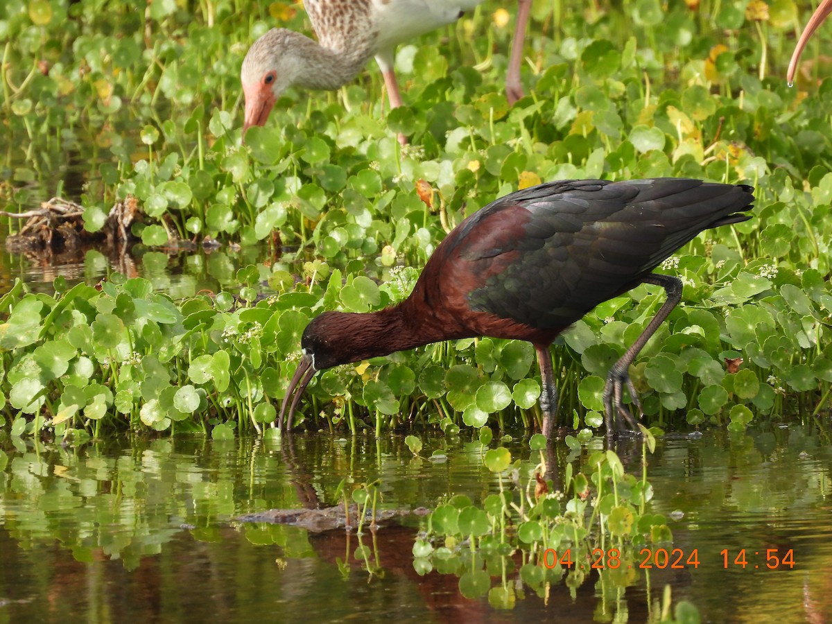 Glossy Ibis - Sally Hill