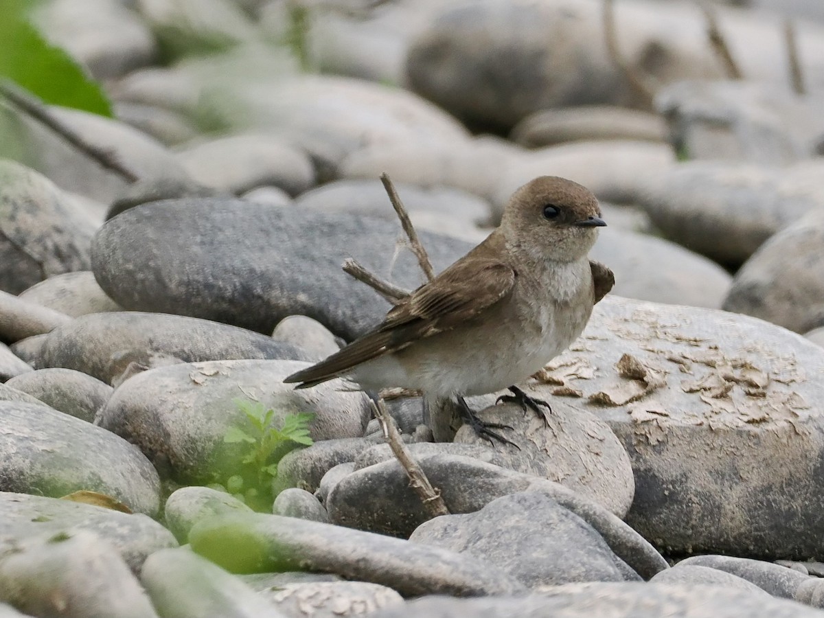 Northern Rough-winged Swallow - June Smith