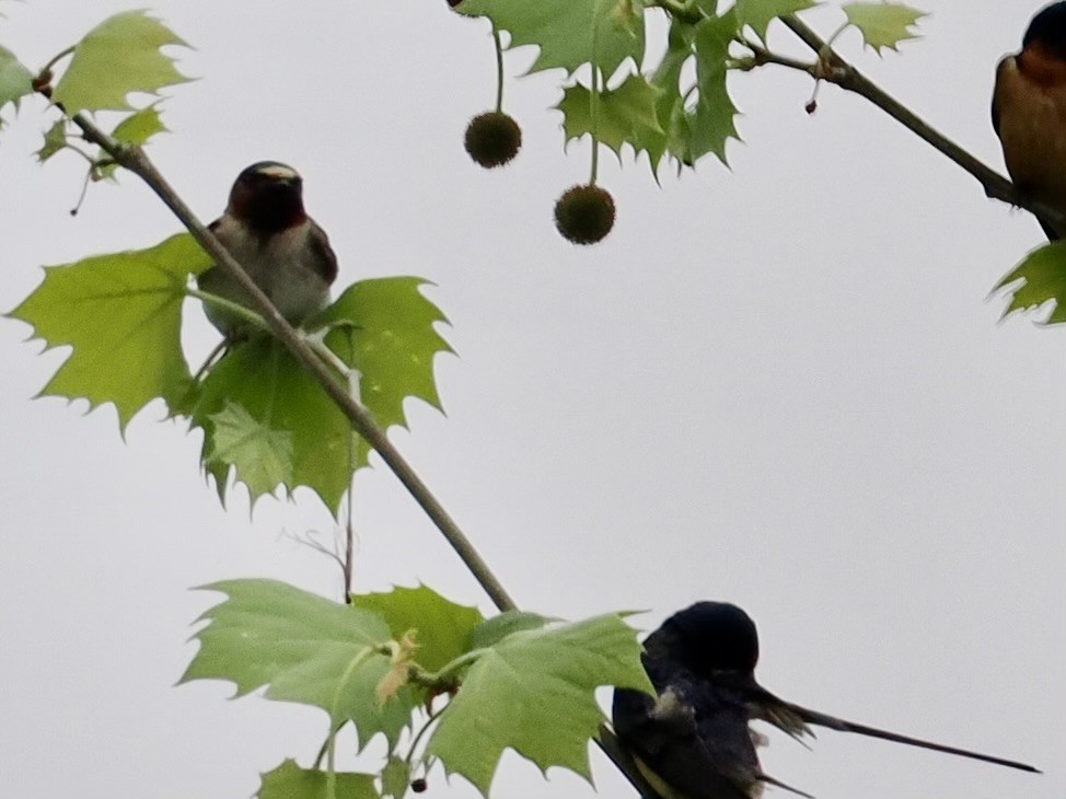 Cliff Swallow - June Smith