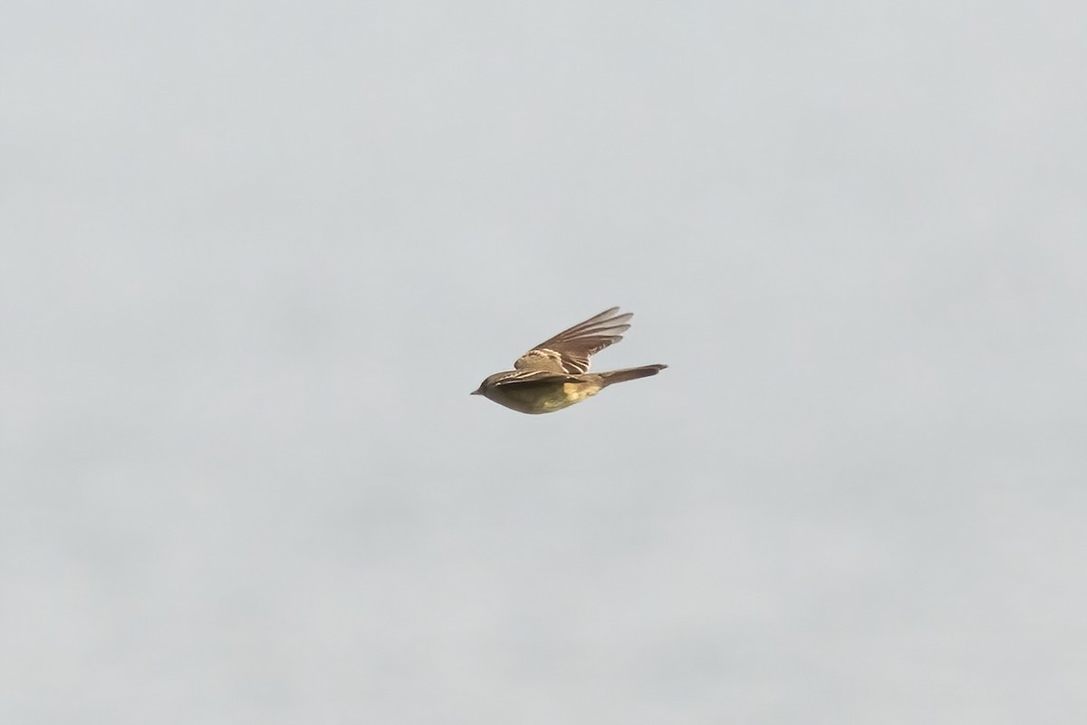 Eastern Wood-Pewee - Sean Williams