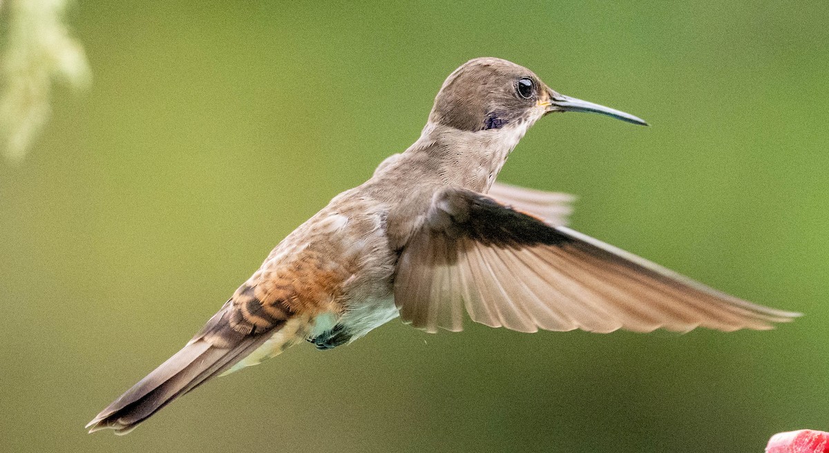 Brown Violetear - Richard Thunen