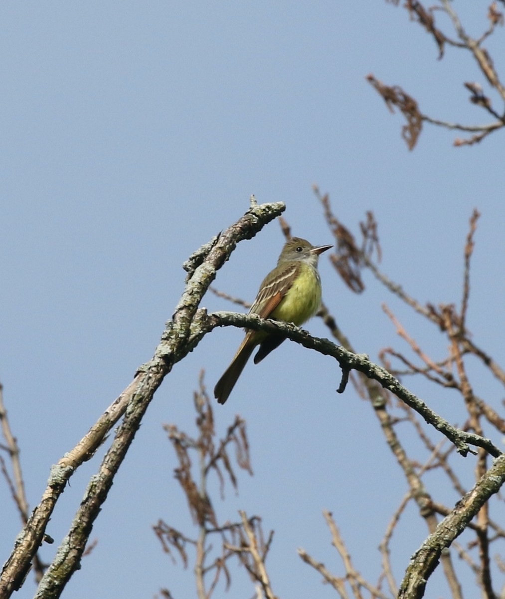 Great Crested Flycatcher - ML618963466