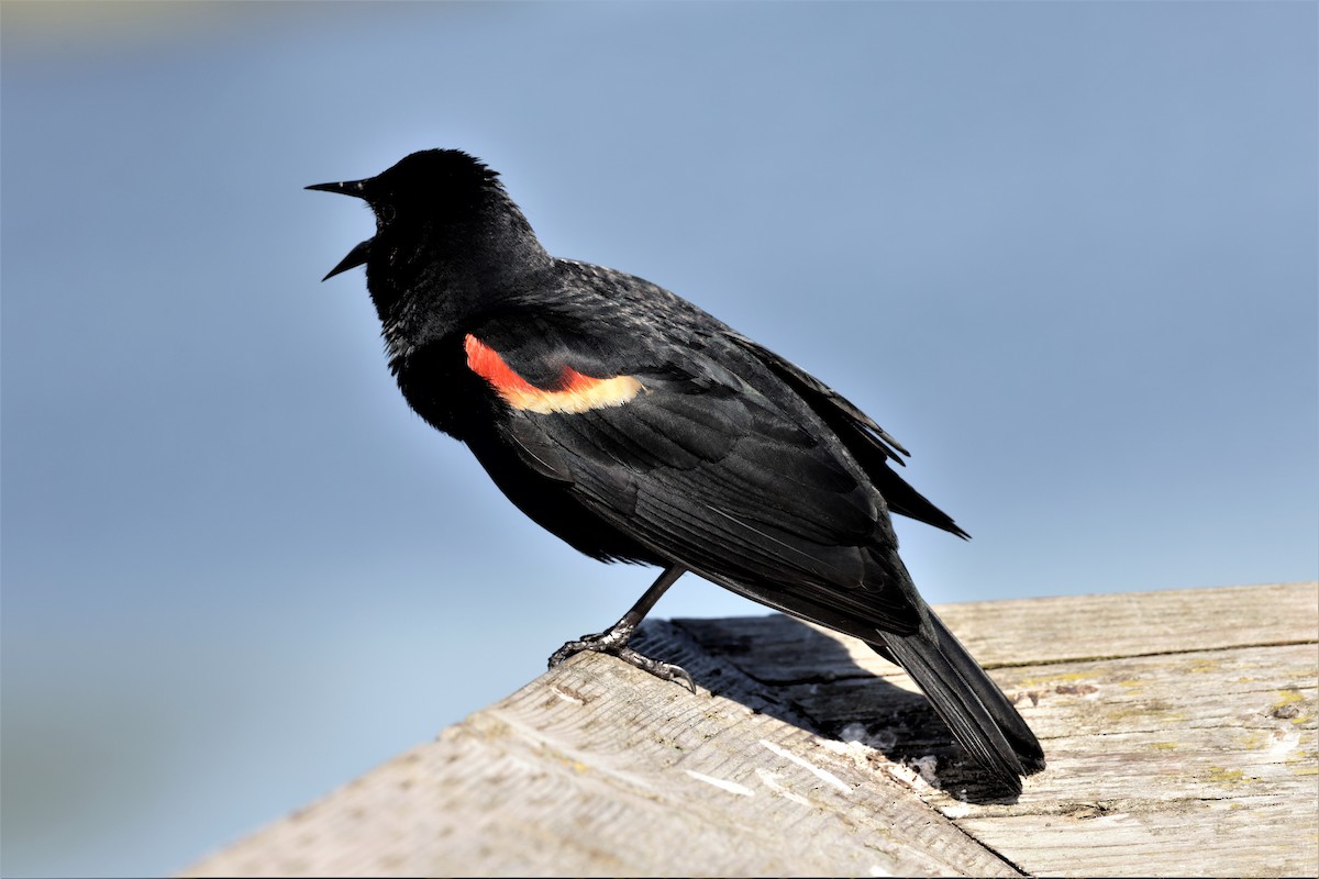 Red-winged Blackbird - Russ Namitz