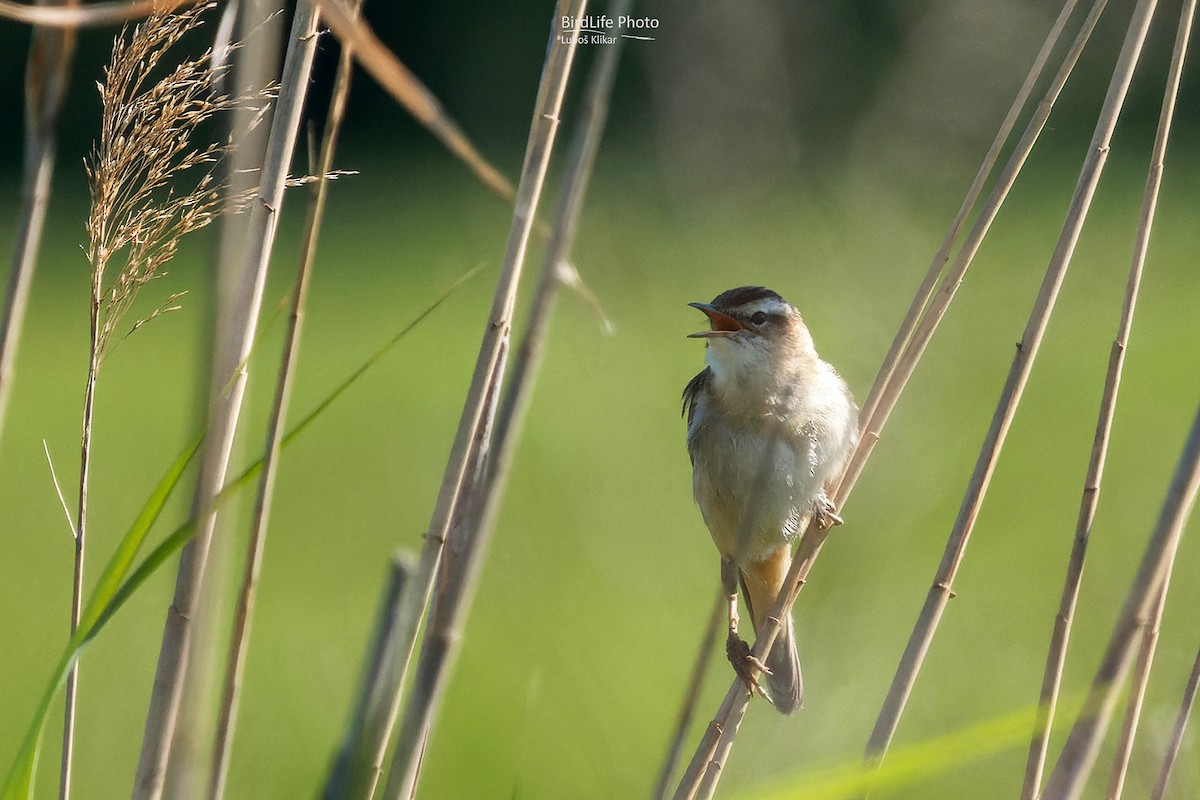 Sedge Warbler - ML618963474