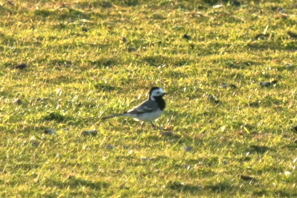 White Wagtail - Jan Roedolf