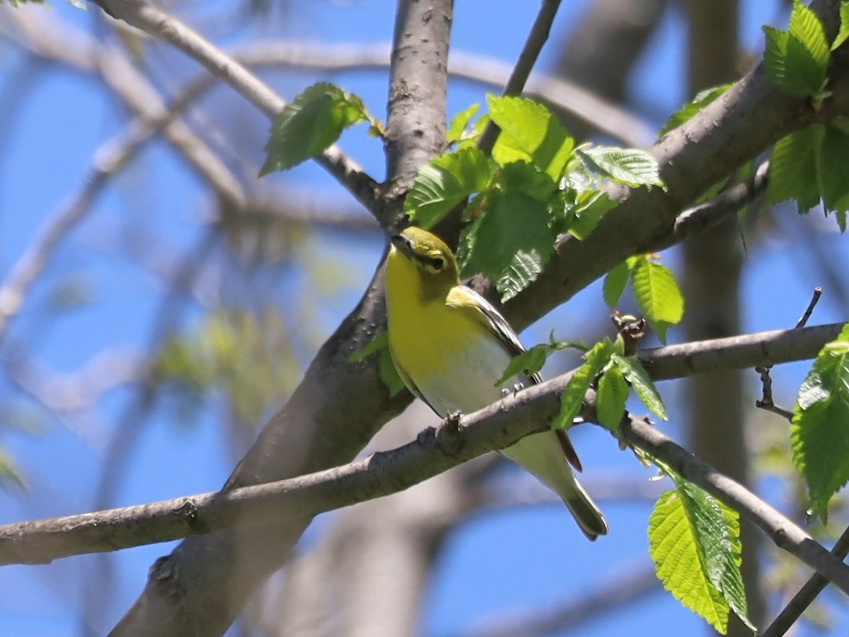 Yellow-throated Vireo - Nolan Kerr