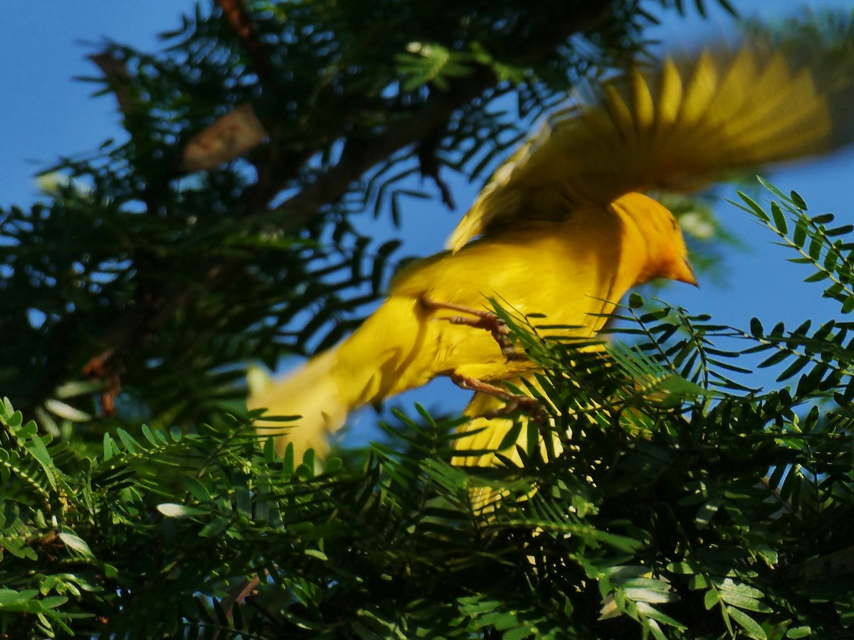 Saffron Finch - Carlos Navea