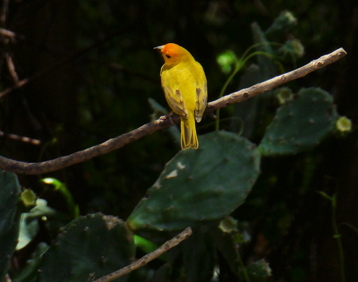 Saffron Finch - Carlos Navea