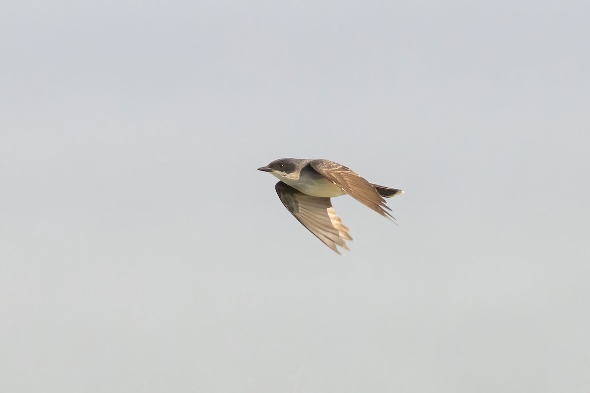 Eastern Kingbird - ML618963512