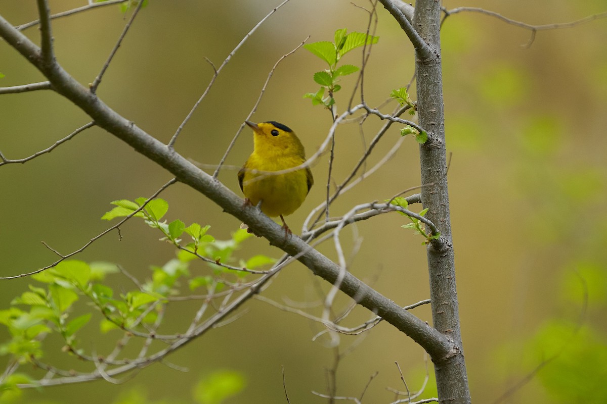 Wilson's Warbler - ML618963523