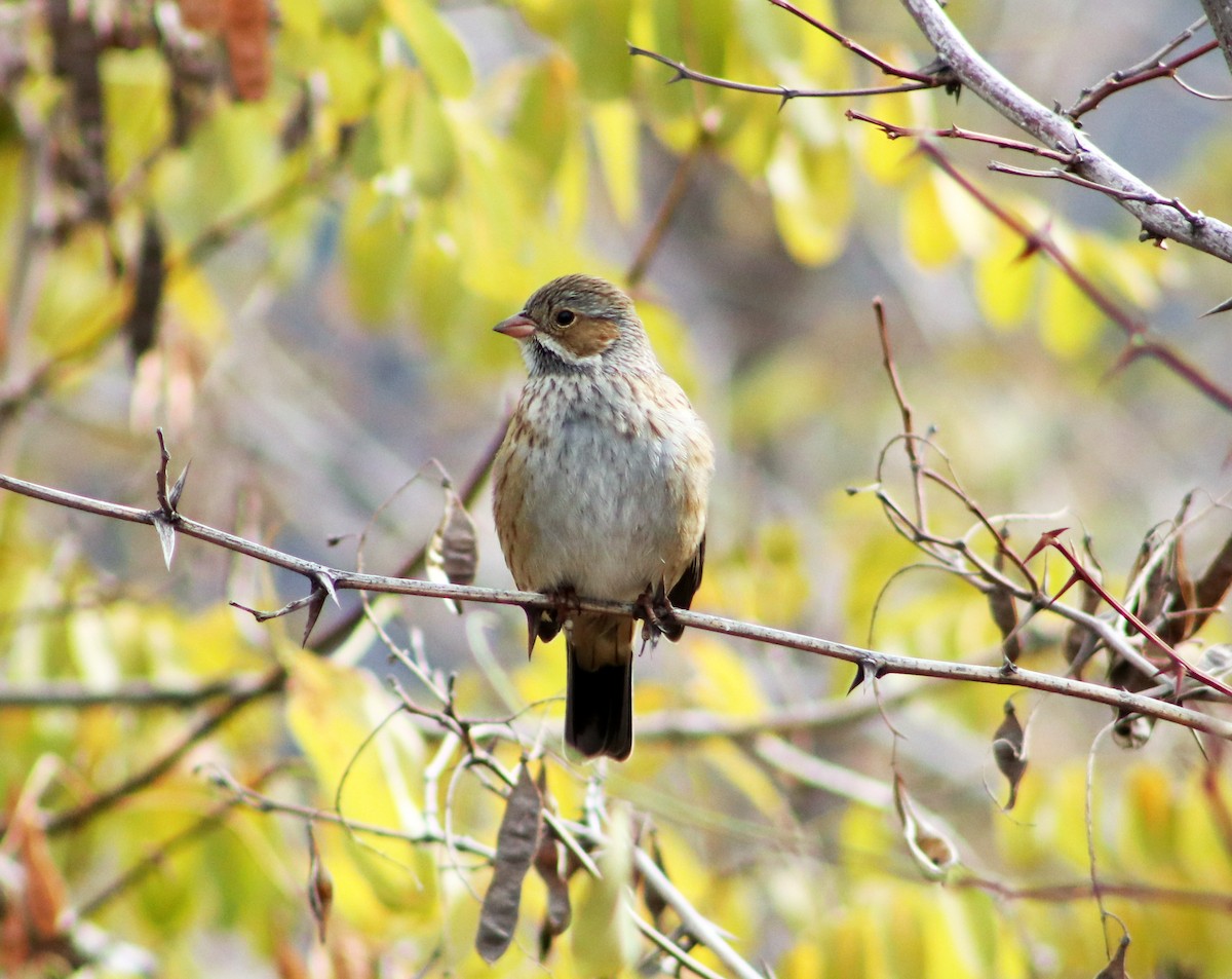 Mourning Sierra Finch - ML618963530