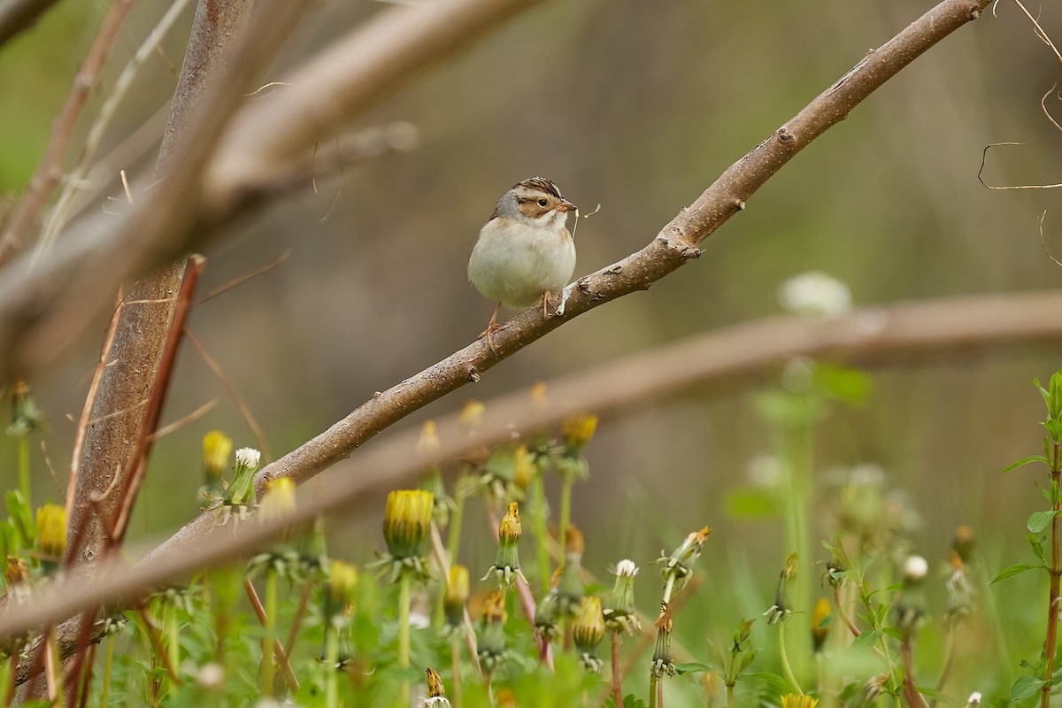 Clay-colored Sparrow - ML618963553