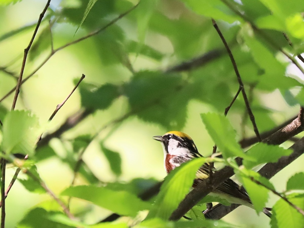 Chestnut-sided Warbler - Nolan Kerr