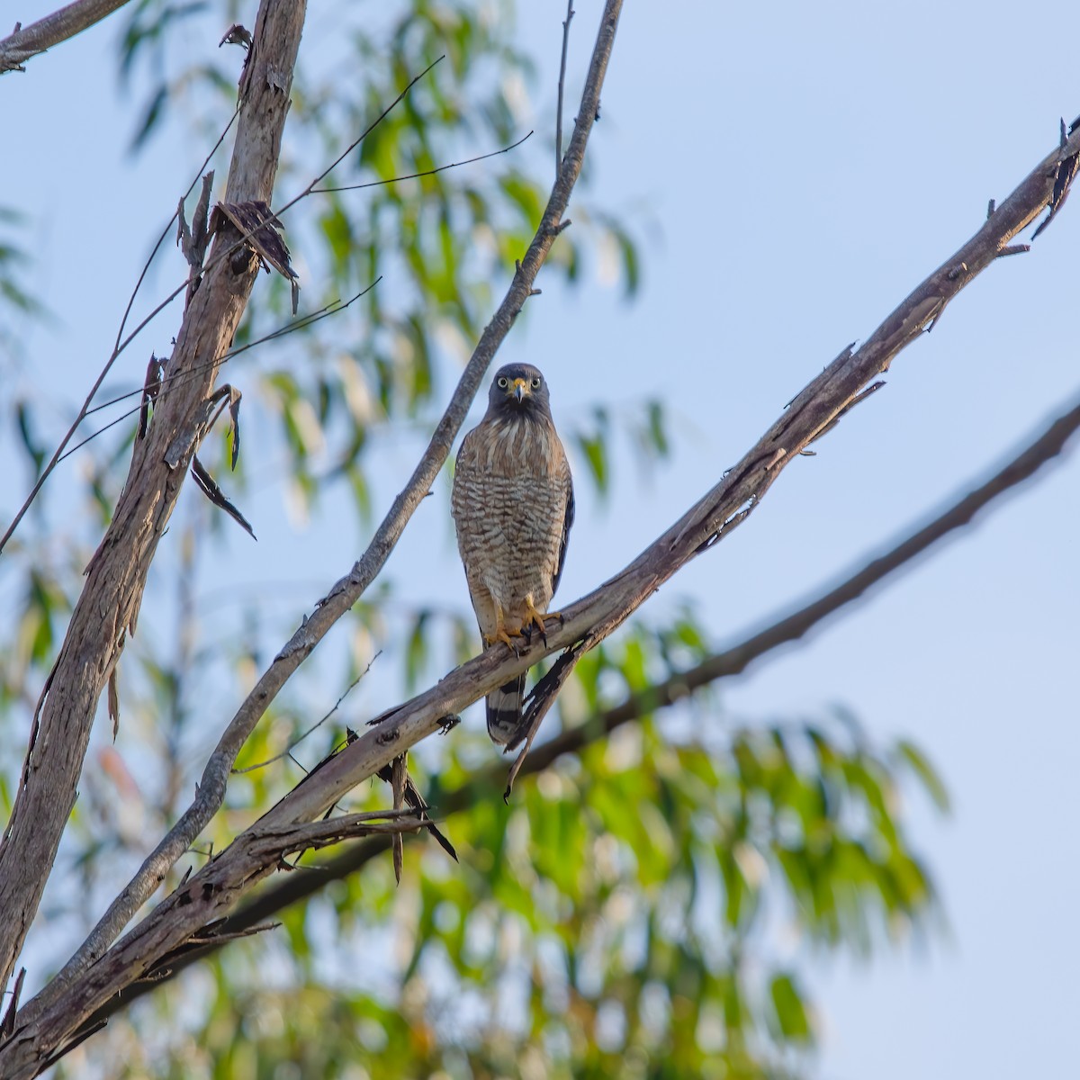 Roadside Hawk - ML618963574