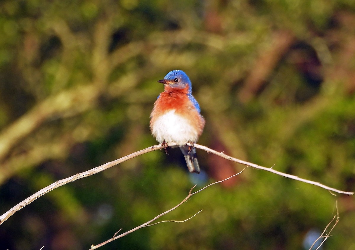 Eastern Bluebird - ML618963578