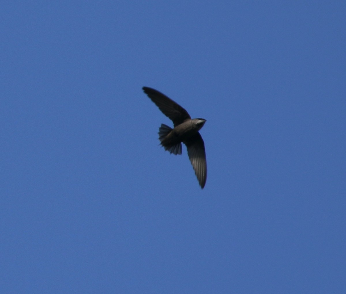 Chimney Swift - Andrew Vallely