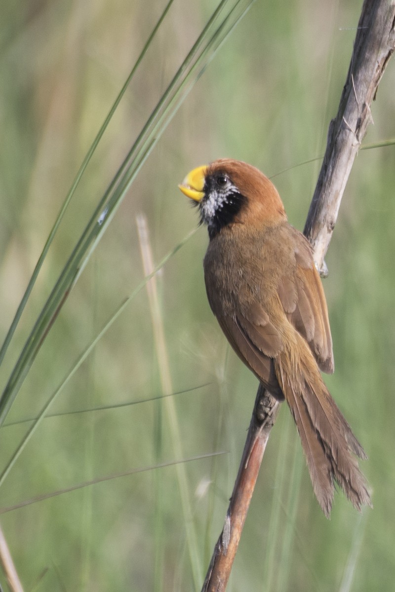 Black-breasted Parrotbill - ML618963583