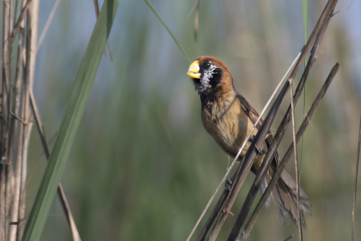 Black-breasted Parrotbill - ML618963585