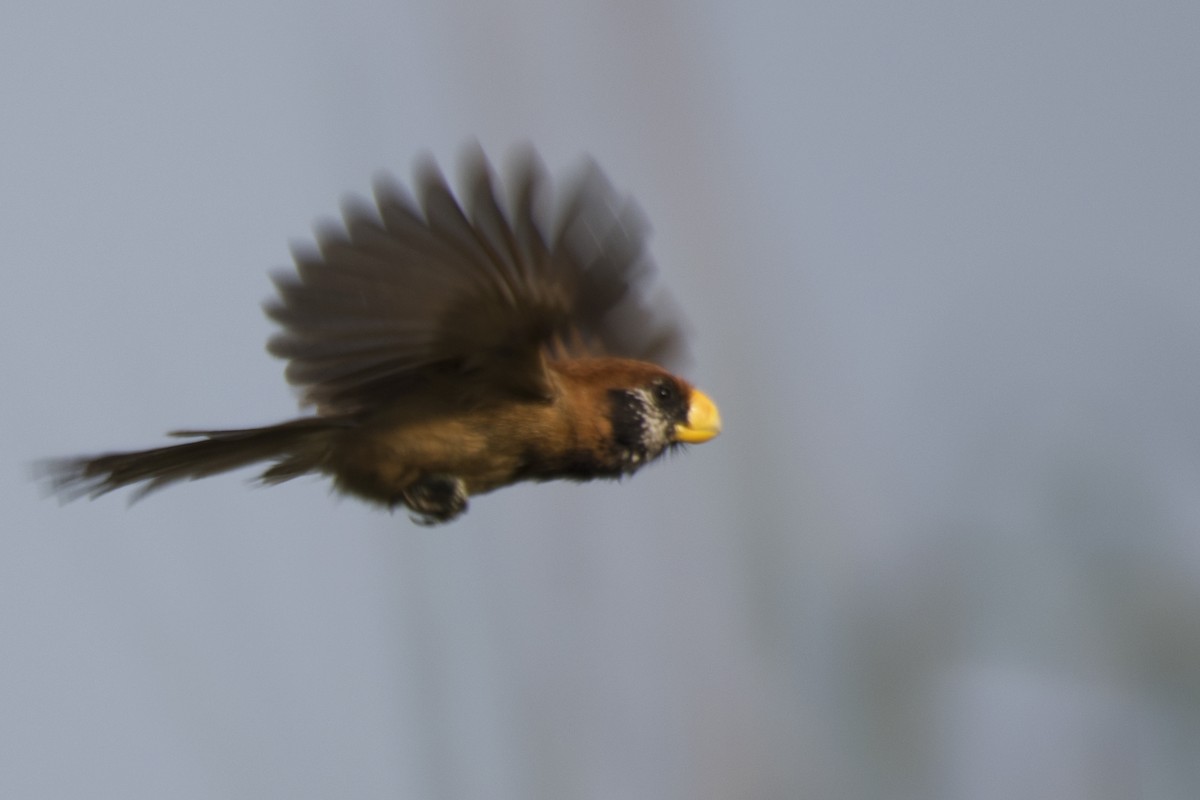 Black-breasted Parrotbill - ML618963586