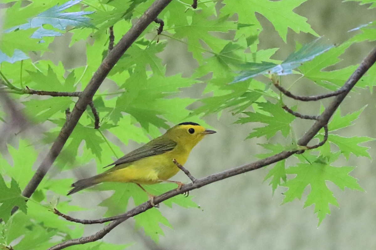 Wilson's Warbler - ML618963589