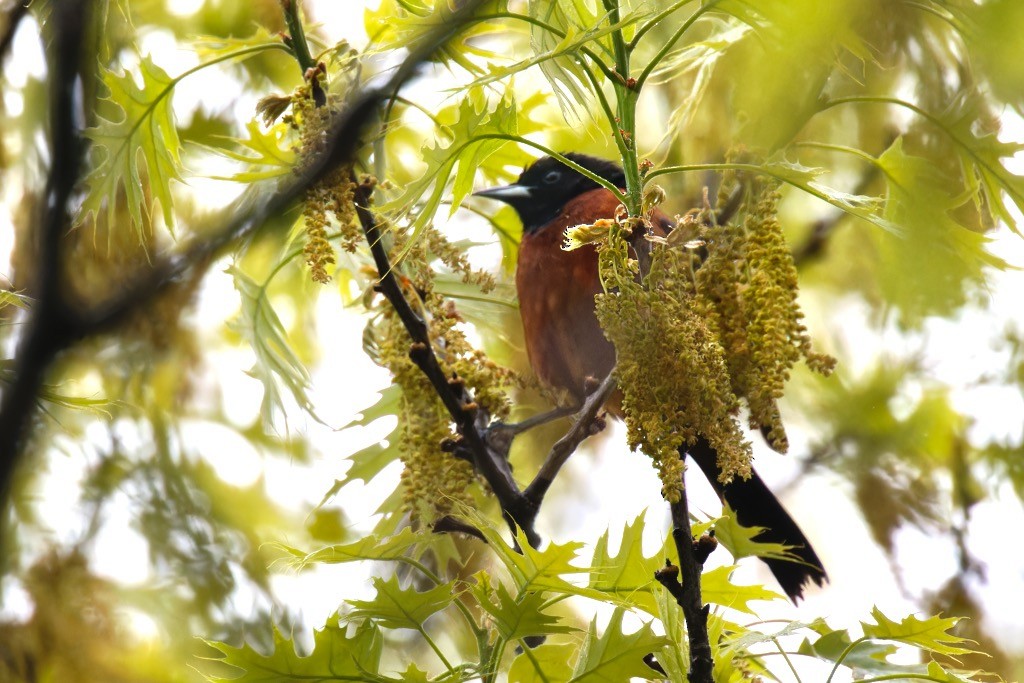 Oriole des vergers - ML618963590